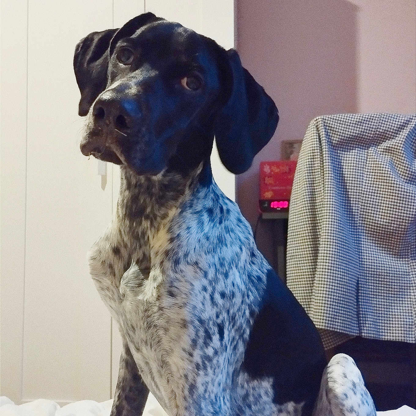 Laya a rejoint le concours — aidez-le/la à gagner de superbes lots ! animal, bed, black_and_white, blanket, canine, checkered, companion, cozy, curious, dog, domestic, fur, furniture, head_tilt, indoor, pet, portrait, room, spotted, wardrobe