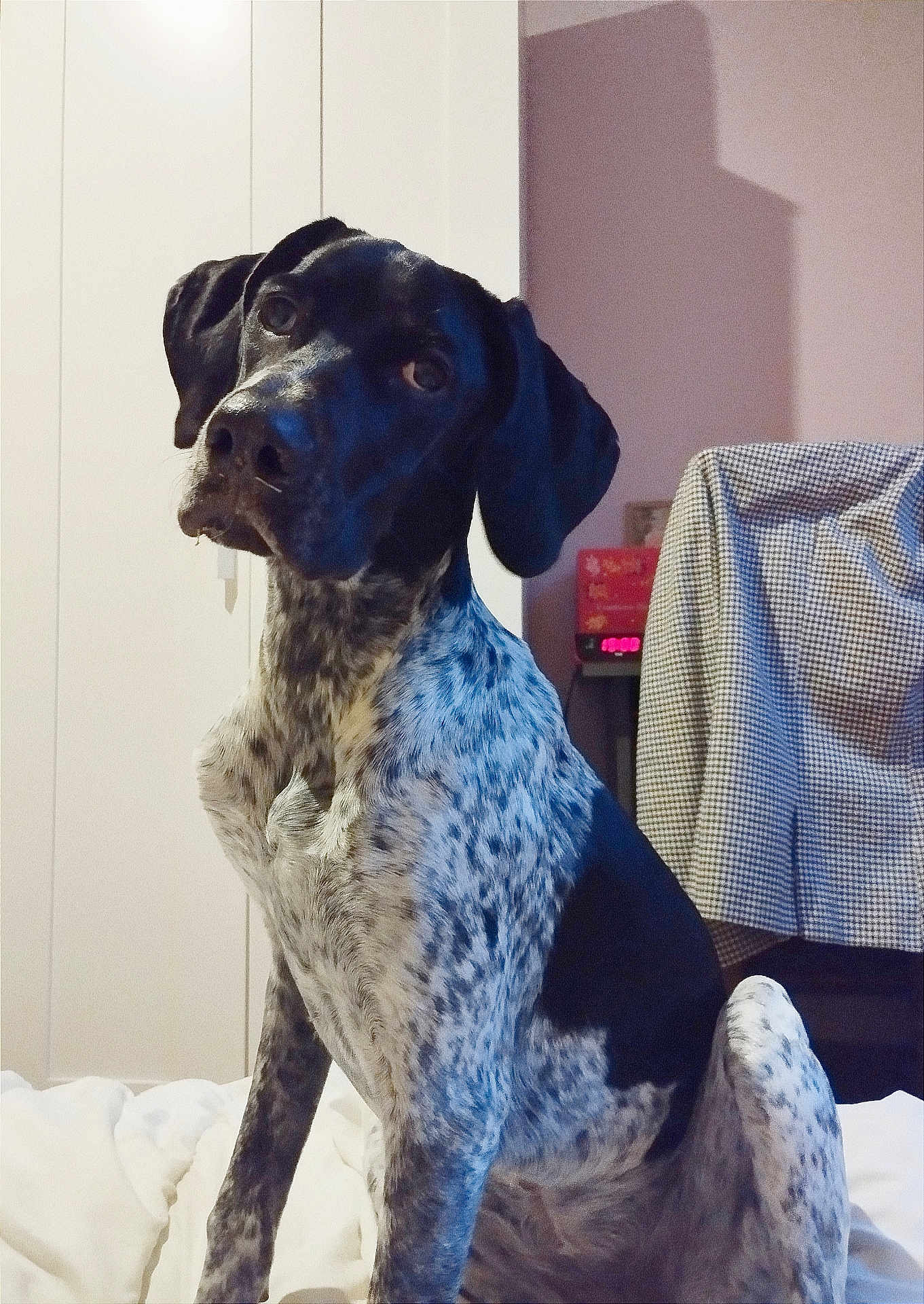Laya