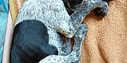 Laya participe au concours pour gagner de l'argent avec cette photo : dog, sleeping, curled_up, blanket, black_and_white, speckled, paw, cozy, resting, indoors, pet, fur, cute, animal, canine, relaxed, napping, soft, comfort, bed