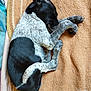 dog, sleeping, curled_up, blanket, black_and_white, speckled, paw, cozy, resting, indoors, pet, fur, cute, animal, canine, relaxed, napping, soft, comfort, bed