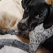 Laya a rejoint le concours — aidez-le/la à gagner de superbes lots ! puppy, dog, close_up, black_and_white, spotted, lying_down, fluffy_blanket, pet, cute, animal, indoor, soft_texture, fur, looking_up, young_dog, adorable, bed, resting, domestic_animal, canine