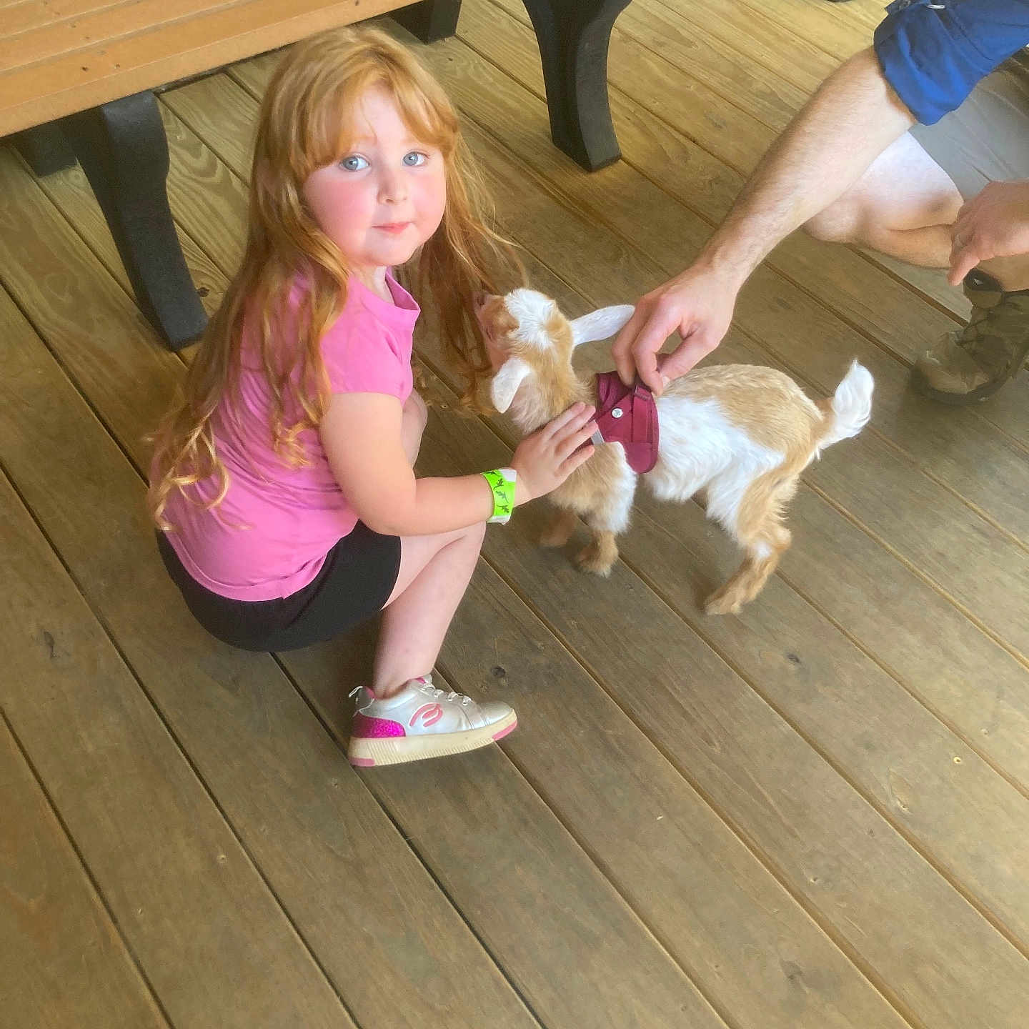 Century joined the competition — help win amazing prizes! adult, animal, bench, black_shorts, child, crouching, floor, girl, goat, hand, harness, interaction, outdoor, pet, petting, pink_shirt, red_hair, rustic, sneakers, wooden_floor