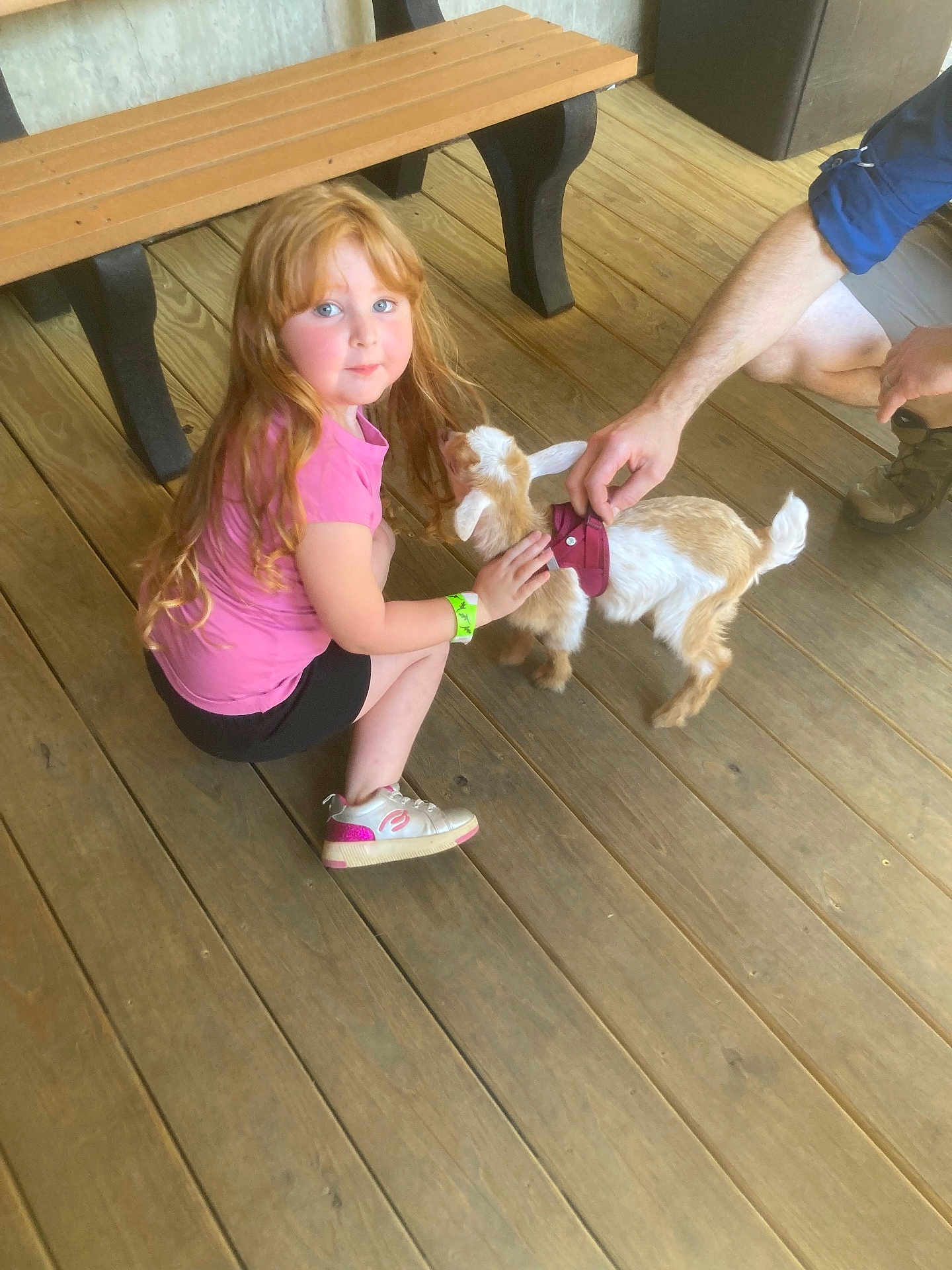 Century joined the competition — help win amazing prizes! child, girl, red_hair, petting, goat, animal, wooden_floor, bench, hand, pink_shirt, black_shorts, sneakers, harness, crouching, adult, pet, outdoor, rustic, floor, interaction