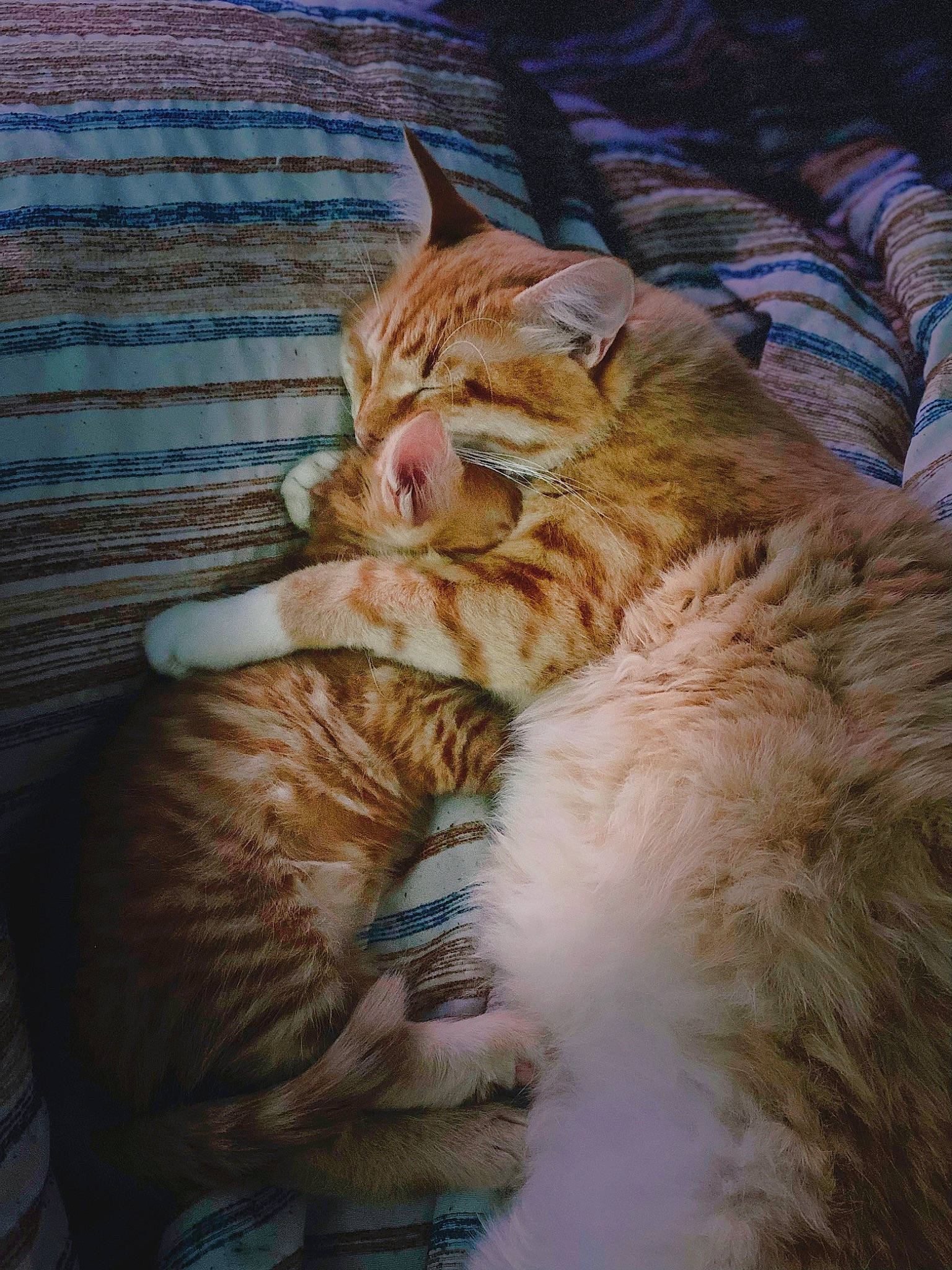 Sunny And Obi joined the competition — help win amazing prizes! carnivore, cat, claw, comfort, fawn, felidae, fur, small_to_medium_sized_cats, snout, tail, terrestrial_animal, whiskers, wildlife