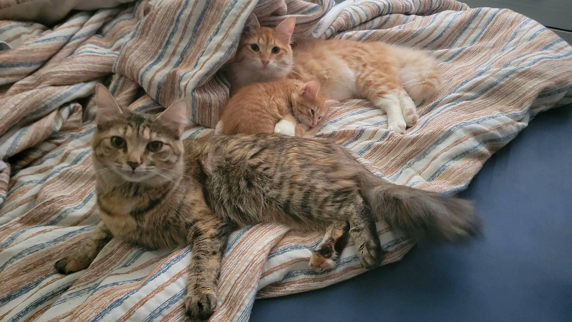 Sunny And Obi is registered to the contest to win money with this photo: carnivore, cat, claw, comfort, domestic_short_haired_cat, fawn, felidae, fur, paw, small_to_medium_sized_cats, tail, terrestrial_animal, tree, vertebrate, whiskers, wildlife, wood