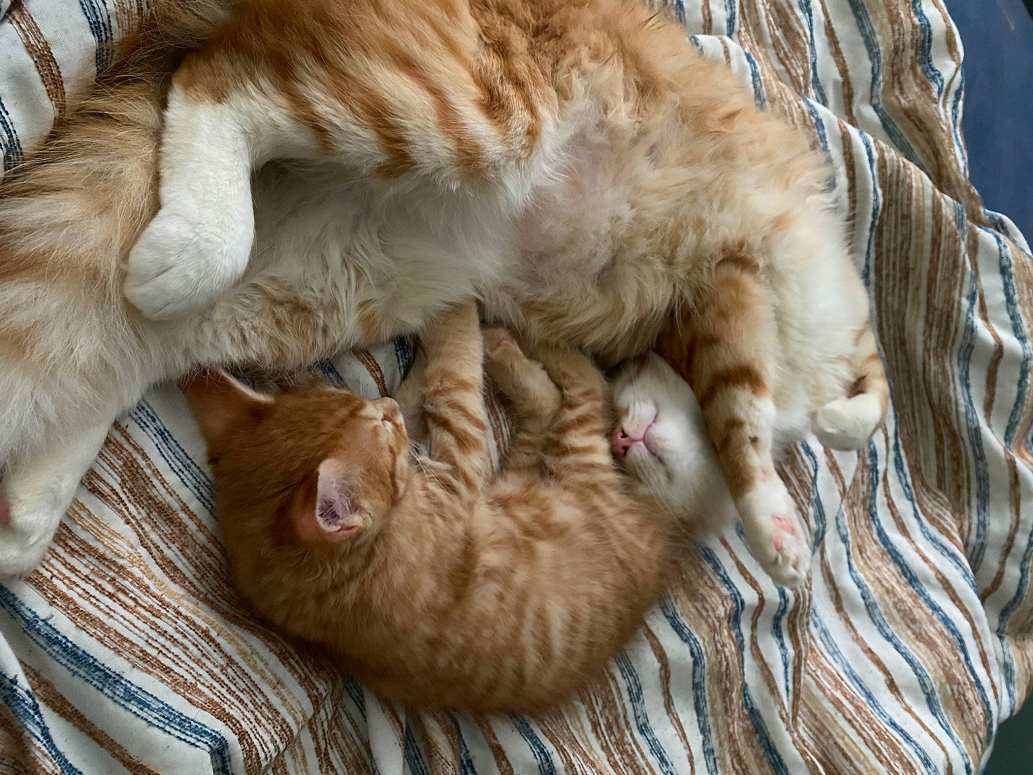 Sunny And Obi joined the competition — help win amazing prizes! carnivore, cat, claw, comfort, domestic_short_haired_cat, fawn, felidae, fur, nap, paw, sleep, small_to_medium_sized_cats, snout, sporting_group, tail, terrestrial_animal, whiskers, wood