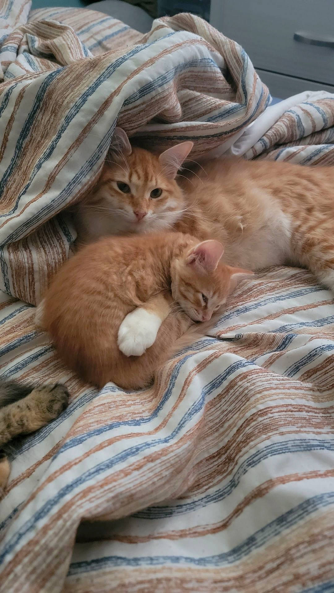 Sunny And Obi joined the competition — help win amazing prizes! bed_sheet, blanket, brown, carnivore, cat, comfort, domestic_short_haired_cat, fawn, felidae, fur, linens, nap, paw, sand, sleep, small_to_medium_sized_cats, tail, terrestrial_animal, whiskers, wood