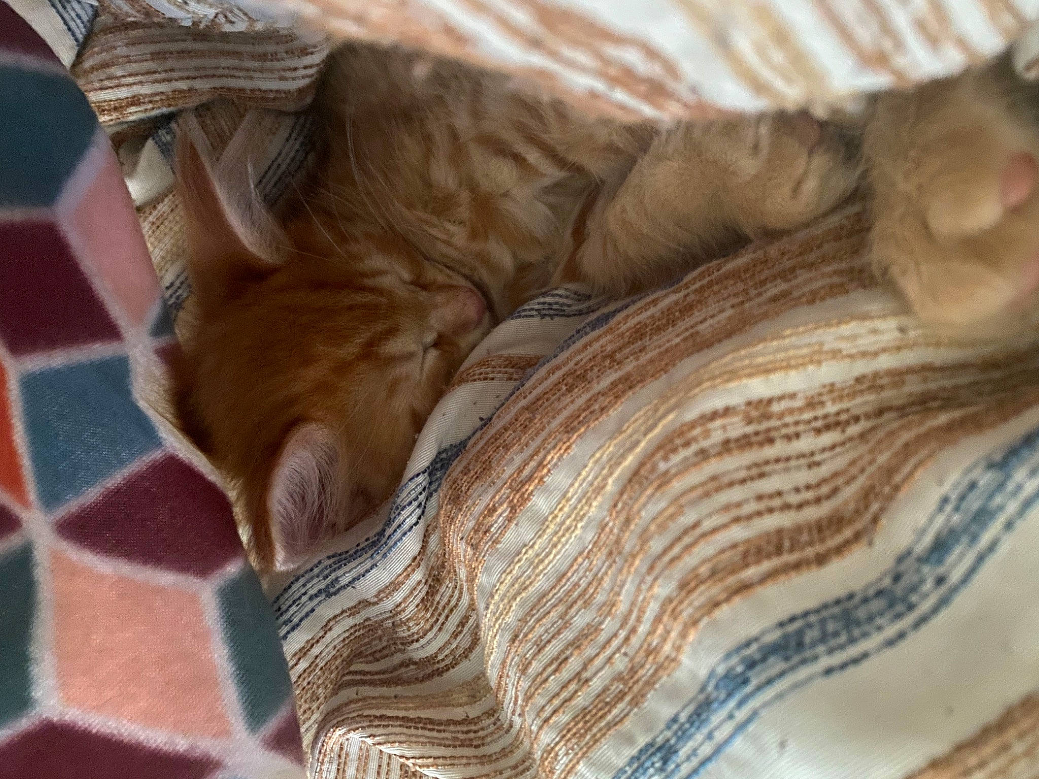 Sunny And Obi joined the competition — help win amazing prizes! brick, carnivore, comfort, companion_dog, dog, dog_breed, fashion_accessory, fawn, felidae, fur, hardwood, human_leg, linens, liver, tail, whiskers, wood, woolen, working_animal, wrinkle