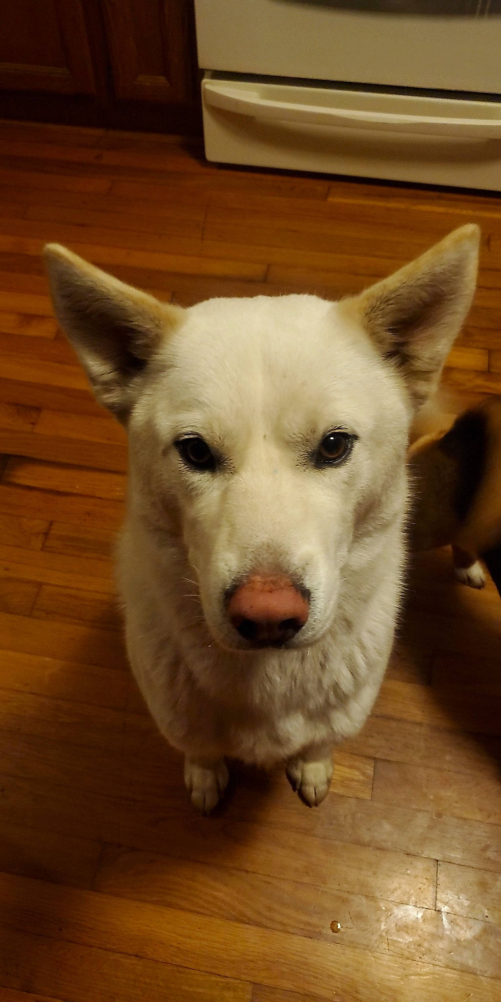 Malibu joined the competition — help win amazing prizes! ancient_dog_breeds, canidae, carnivore, companion_dog, dog, dog_breed, fawn, flooring, fur, hardwood, jaw, non_sporting_group, sporting_group, tail, terrestrial_animal, varnish, whiskers, wood, wood_stain, working_animal