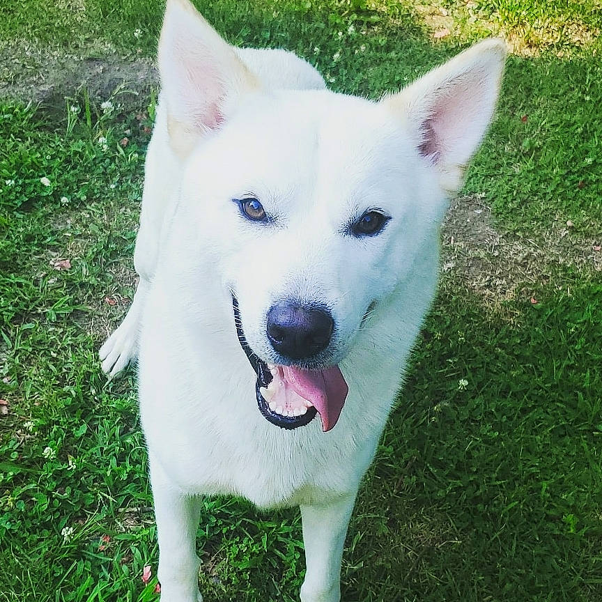 Malibu joined the competition — help win amazing prizes! ancient_dog_breeds, canidae, carnivore, collar, companion_dog, dog, dog_breed, dog_collar, fang, fawn, grass, non_sporting_group, plant, snout, sporting_group, tail, terrestrial_animal, tree, working_animal, working_dog