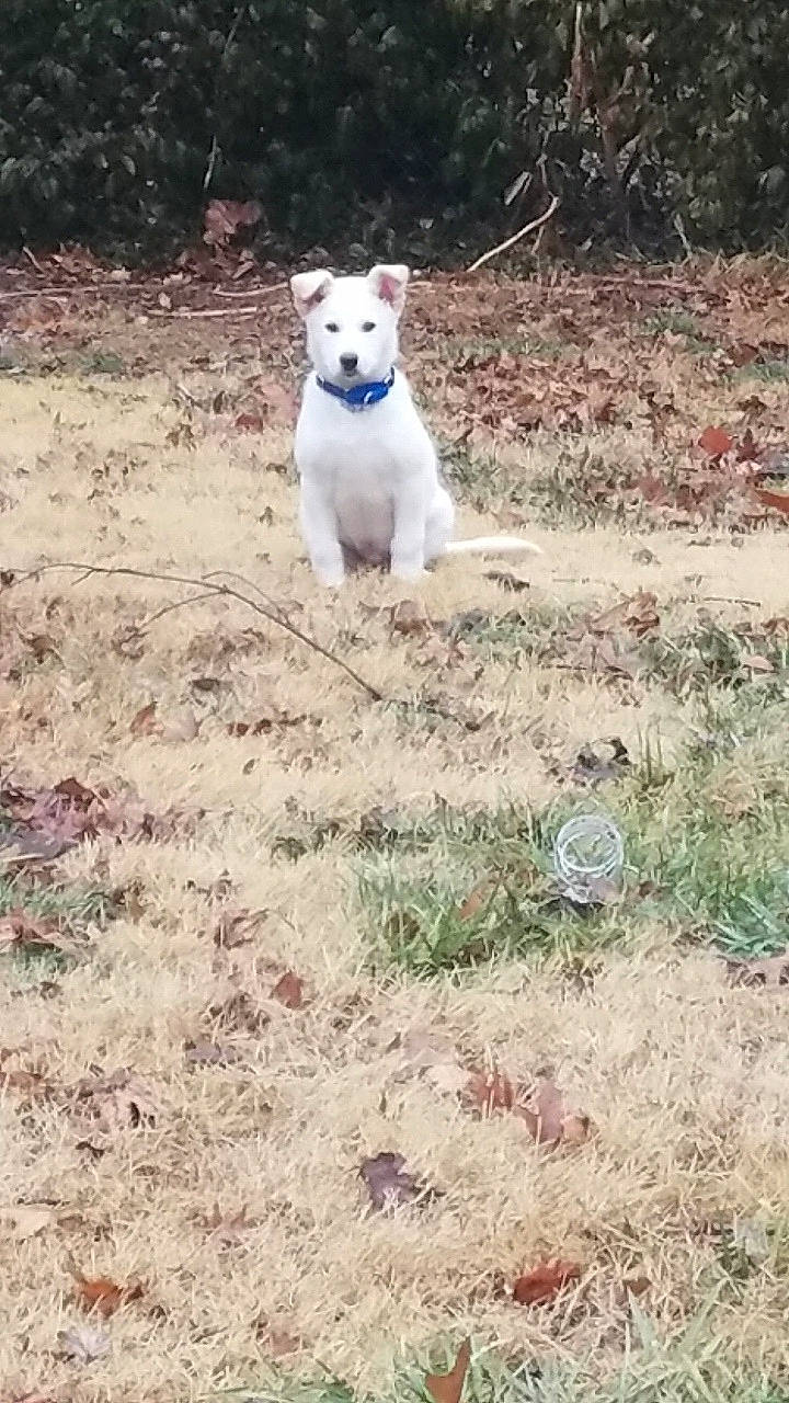 Malibu joined the competition — help win amazing prizes! canidae, carnivore, companion_dog, dog, dog_breed, fawn, felidae, grass, grassland, landscape, non_sporting_group, pasture, plant, snout, soil, sporting_group, tail, terrier, tree, wildlife