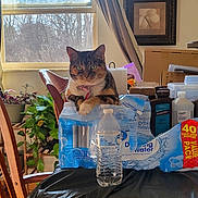 Sassy is registered to the contest to win money with this photo: cat, calico_cat, bottled_water, water_pack, table, chair, window, curtains, plants, houseplant, indoor, domestic, pet, feline, bottle, packaging, room, daylight, wooden_chair, household_items
