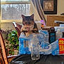 cat, calico_cat, bottled_water, water_pack, table, chair, window, curtains, plants, houseplant, indoor, domestic, pet, feline, bottle, packaging, room, daylight, wooden_chair, household_items