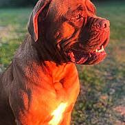 Cash is registered to the contest to win money with this photo: dog, animal, pet, outdoor, sunlight, golden_hour, brown_coat, portrait, closeup, mammal, canine, nature, grass, sitting, muscular, face, ears, nose, mouth, teeth