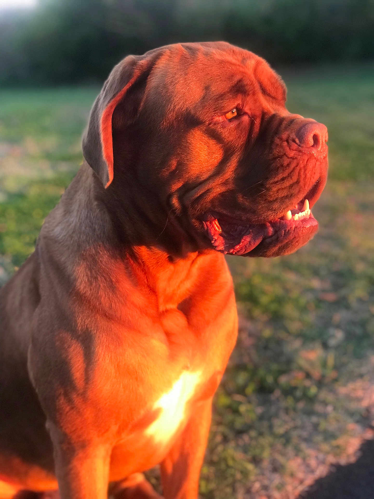 Cash is registered to the contest to win money with this photo: dog, animal, pet, outdoor, sunlight, golden_hour, brown_coat, portrait, closeup, mammal, canine, nature, grass, sitting, muscular, face, ears, nose, mouth, teeth