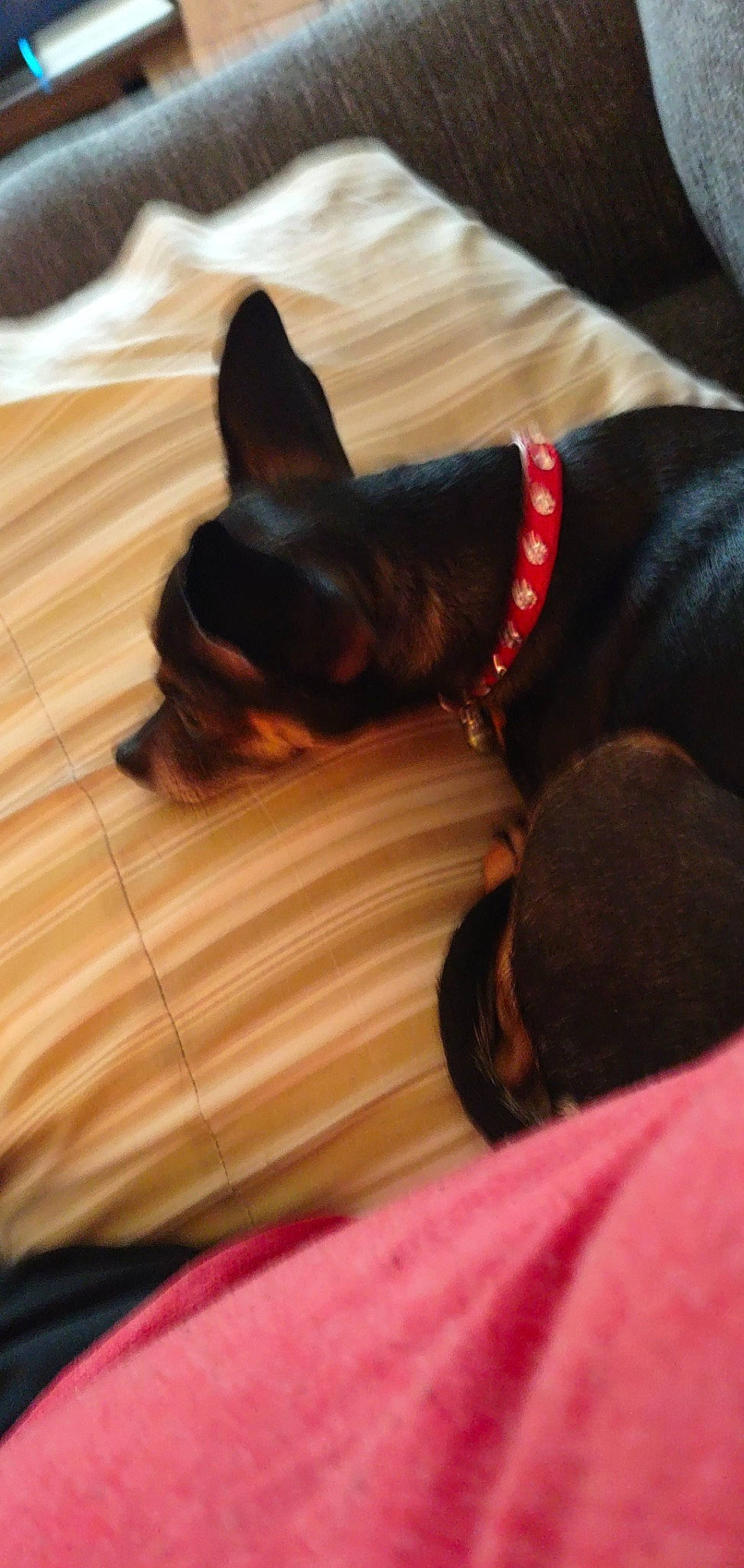 Gracey is registered to the contest to win money with this photo: bulldog, canidae, carmine, carnivore, comfort, companion_dog, dog, dog_breed, dog_supply, ear, fawn, felidae, mammal, russkiy_toy, snout, sporting_group, toy_dog, vertebrate, whiskers, working_animal