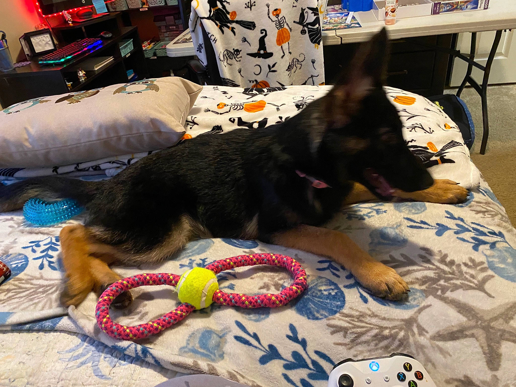 Scarlet joined the competition — help win amazing prizes! canidae, carnivore, carpet, chair, comfort, companion_dog, couch, dog, dog_breed, dog_supply, floor, flooring, fur, linens, living_room, room, small_to_medium_sized_cats, sporting_group, tail, working_animal