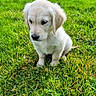 Atchoum a rejoint le concours — aidez-le/la à gagner de superbes lots ! puppy, dog, golden_retriever, grass, outdoor, nature, greenery, cute, young_animal, pet, animal, sitting, fur, canine, field, adorable, small, mammal, eyes, portrait