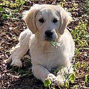 Atchoum a rejoint le concours — aidez-le/la à gagner de superbes lots ! puppy, dog, golden_retriever, outdoor, garden, plants, greenery, sunlight, young_dog, cute, pet, animal, nature, fluffy, lying_down, leaf, playful, canine, adorable, summer