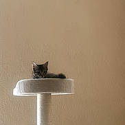 Alpaga participe au concours pour gagner de l'argent avec cette photo : kitten, cat, cat_tree, indoor, pet, animal, feline, resting, curious, fur, small, cute, beige, texture, wall, household, cozy, young, relaxed, domestic