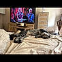 Alpaga participe au concours pour gagner de l'argent avec cette photo : cat, tabby_cat, sleeping, bed, blanket, television, people_on_tv, lamp, candle, wooden_furniture, drawer, table, indoor, relaxing, home, cozy, resting, striped_cat, living_room, soft_light