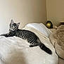 Alpaga a rejoint le concours — aidez-le/la à gagner de superbes lots ! cat, kitten, tabby, indoor, blanket, beige, relaxed, curious, feline, soft, cozy, bed, pillow, globe, home, pet, animal, striped, young, cute