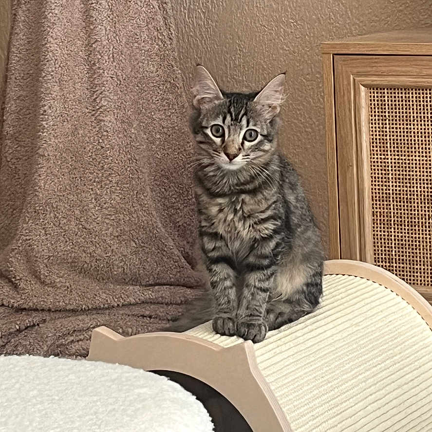 Alpaga participe au concours pour gagner de l'argent avec cette photo : animal, blanket, carpet, cat, cozy, curious, cute, ears, fur, furniture, indoor, kitten, living_room, mammal, pet, scratcher, sitting, tabby, texture, wooden_cabinet