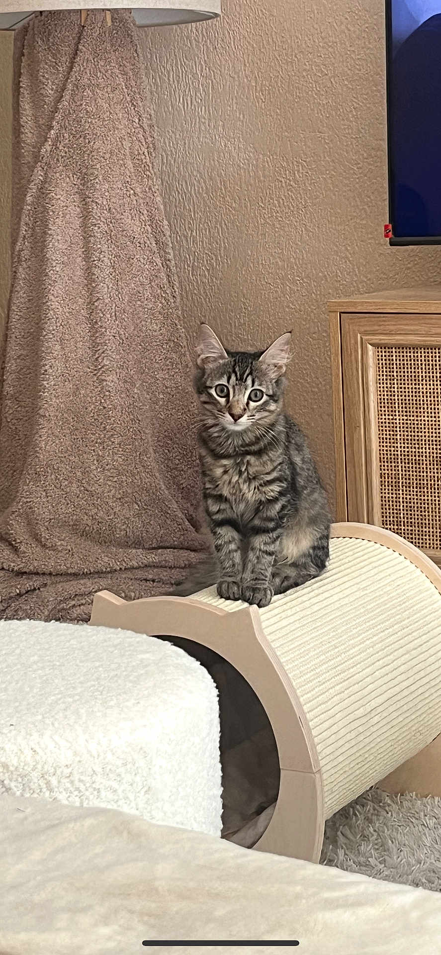 Alpaga participe au concours pour gagner de l'argent avec cette photo : cat, kitten, tabby, pet, indoor, furniture, scratcher, blanket, cozy, living_room, curious, sitting, wooden_cabinet, carpet, texture, cute, animal, mammal, fur, ears