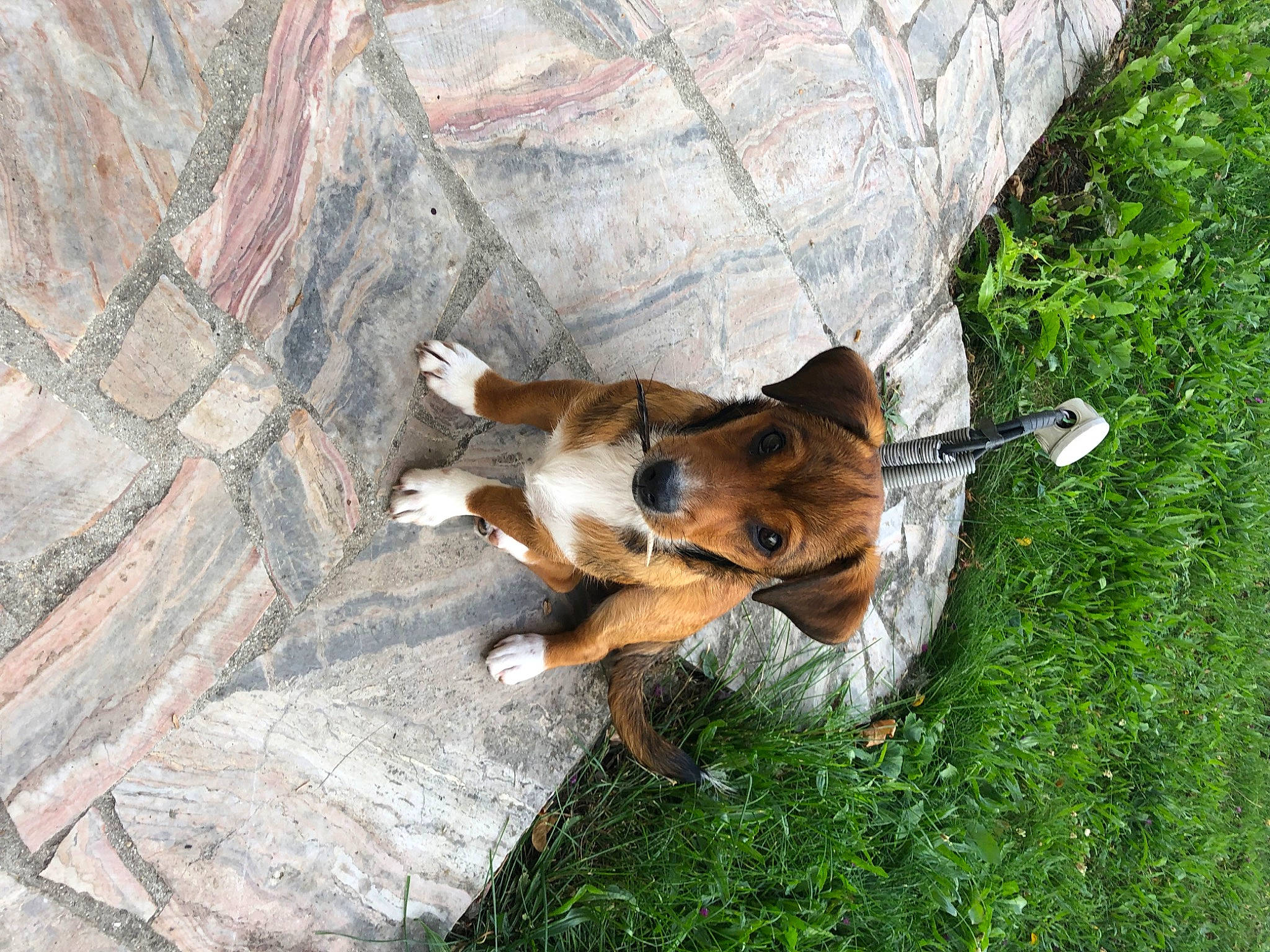 Chipie participe au concours pour gagner de l'argent avec cette photo : basenji, canidae, carnivore, dog, dog_breed, fawn, grass