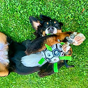 Vaïka participe au concours pour gagner de l'argent avec cette photo : animal, ball, canine, dog, face, football, grass, green, head, hound, lawn, nature, outdoors, park, pet, plant, puppy, soccer, soccerball, sport