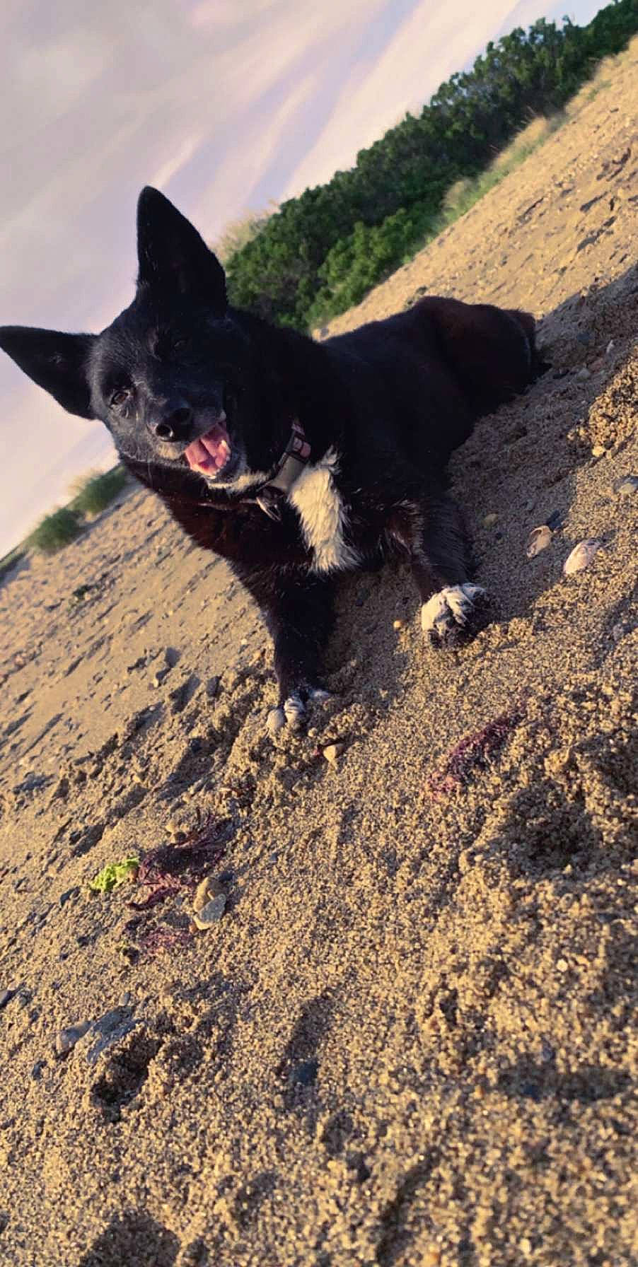 Hennessy is registered to the contest to win money with this photo: black_cat, canidae, carnivore, cat, dog_breed, domestic_short_haired_cat, felidae, german_rex, small_to_medium_sized_cats, snout, tail, whiskers