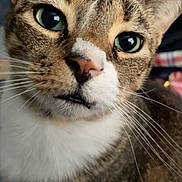 Bud joined the competition — help win amazing prizes! animal, background_blur, cat, close_up, curious, domestic_cat, ears, face, feline, focus, fur, green_eyes, household, indoor, looking, nose, pet, portrait, tabby, whiskers