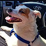 dog, pet, car, harness, happy, tongue_out, close_up, white_fur, brown_patch, interior, steering_wheel, vehicle, sunlight, canine, relaxed, sitting, domestic_animal, companion, transportation, portrait