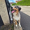 dog, australian_shepherd, pet, animal, fluffy, tricolor, blue_eyes, open_mouth, tongue, happy, outdoors, street, sidewalk, stone_bollard, flowers, pink_flowers, hedge, blue_sky, residential_area, daylight