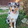 dog, australian_shepherd, blue_merle, fluffy, sitting, outdoors, garden, grass, brick_wall, rustic, building, wooden_door, portrait, pet, canine, tongue_out, smiling, ears, fur, nature