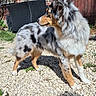 dog, blue_merle, fluffy, long_hair, standing, profile, outdoor, gravel, garden, rustic, brick_wall, wooden_gate, vines, leaves, sunlight, shadow, patio, furniture, animal_portrait, alert