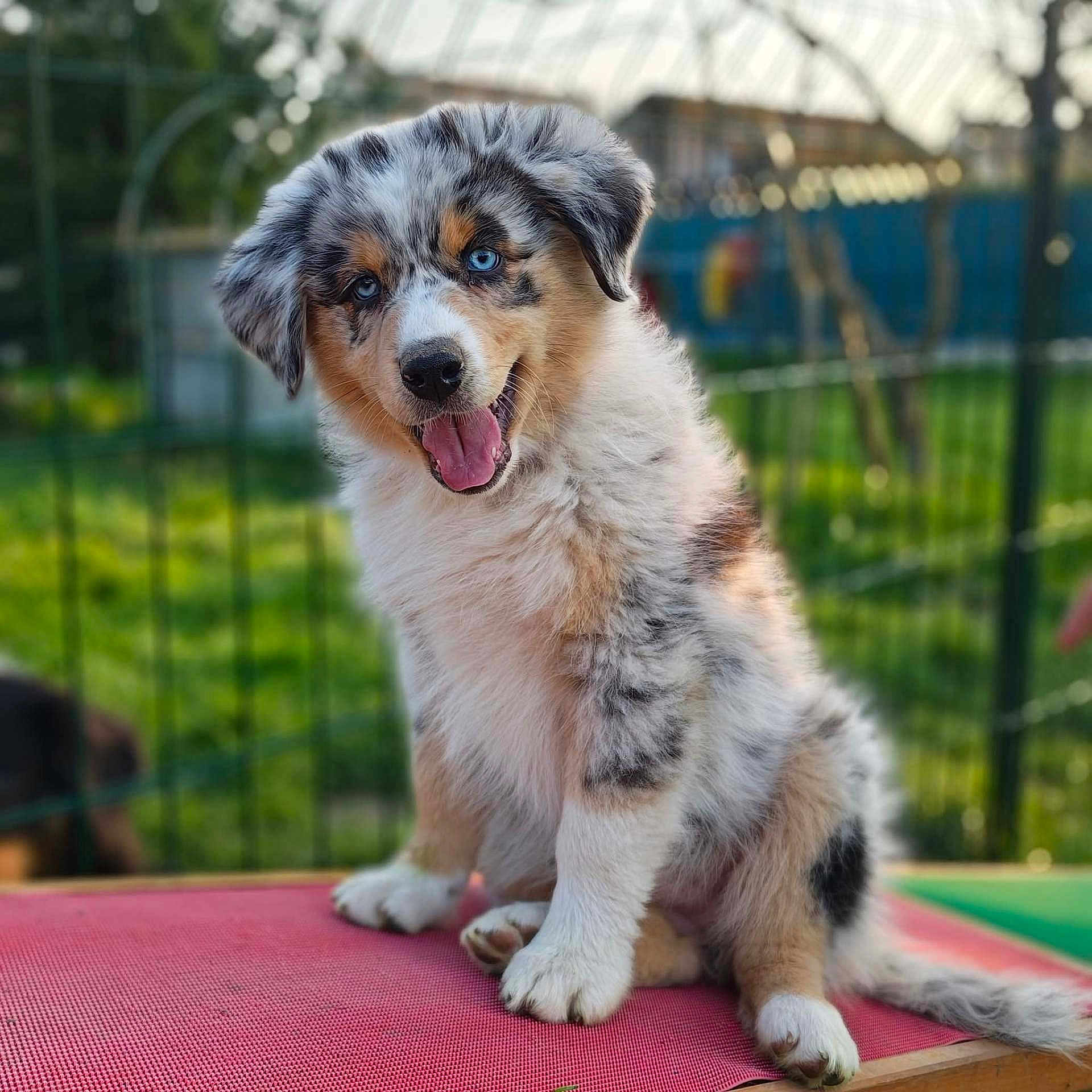 Bailey
