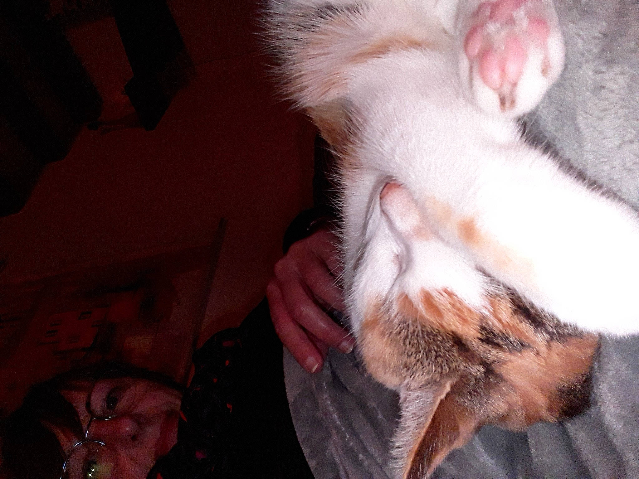 Maddie a rejoint le concours — aidez-le/la à gagner de superbes lots ! beard, cat, claw, ear, eyelash, felidae, flesh, fun, fur, gesture, jaw, moustache, nail, nose, paw, small_to_medium_sized_cats, sunglasses, tail, whiskers