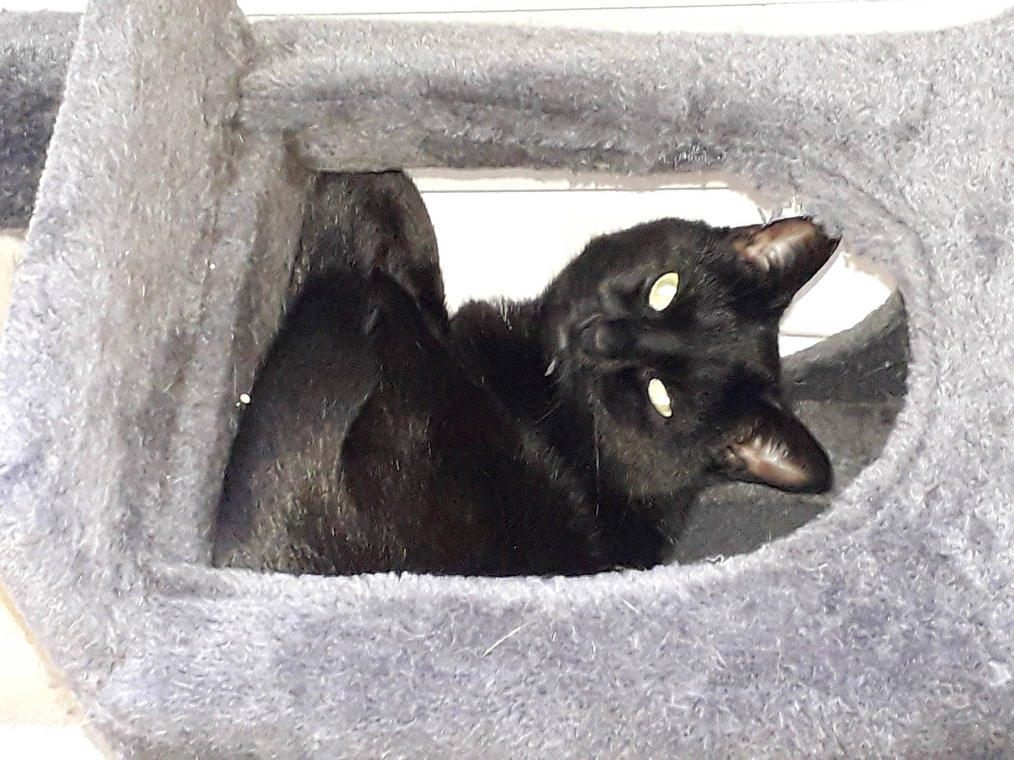 Ink a rejoint le concours — aidez-le/la à gagner de superbes lots ! black_cat, bombay, carnivore, cat, cat_supply, domestic_short_haired_cat, felidae, fur, havana_brown, monochrome, monochrome_photography, small_to_medium_sized_cats, tail, terrestrial_animal, whiskers, window