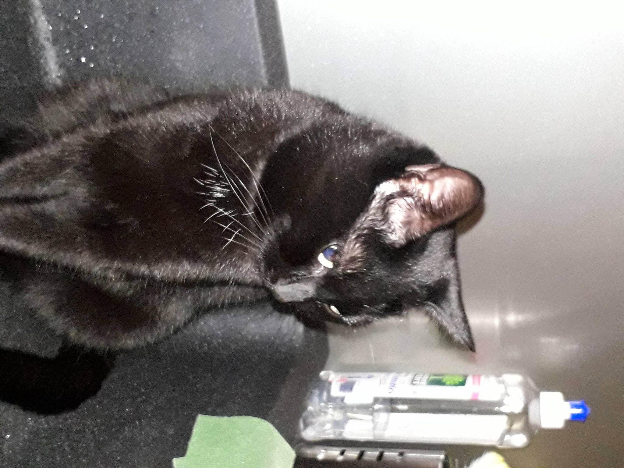 Ink participe au concours pour gagner de l'argent avec cette photo : black_cat, carnivore, cat, claw, comfort, domestic_short_haired_cat, felidae, fur, paw, remote_control, room, small_to_medium_sized_cats, snout, tail, whiskers