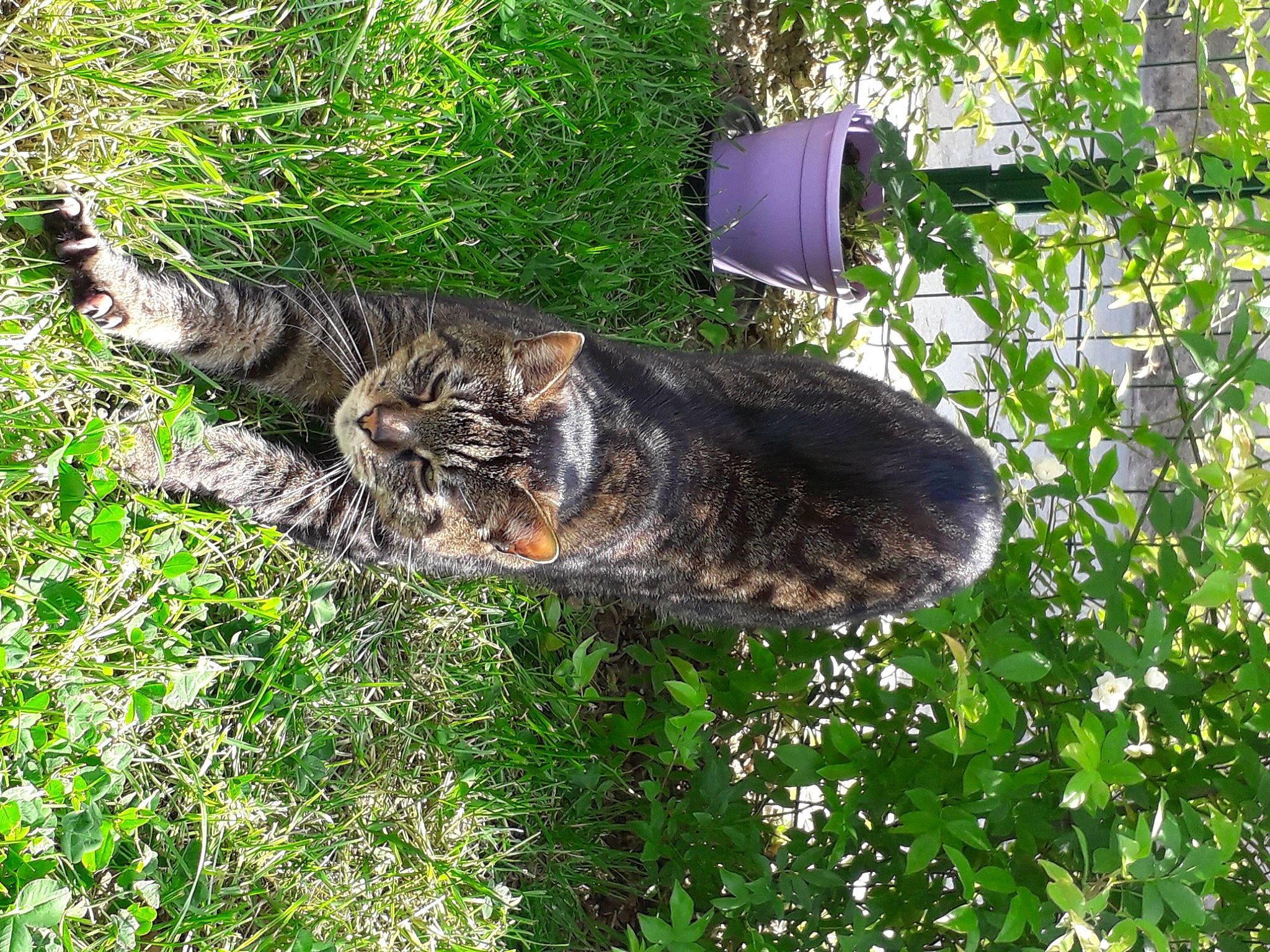 Atlas participe au concours pour gagner de l'argent avec cette photo : carnivore, cat, domestic_short_haired_cat, felidae, fur, grass, groundcover, plant, small_to_medium_sized_cats, sporting_group, tail, terrestrial_animal, tree, trunk, whiskers, wildlife