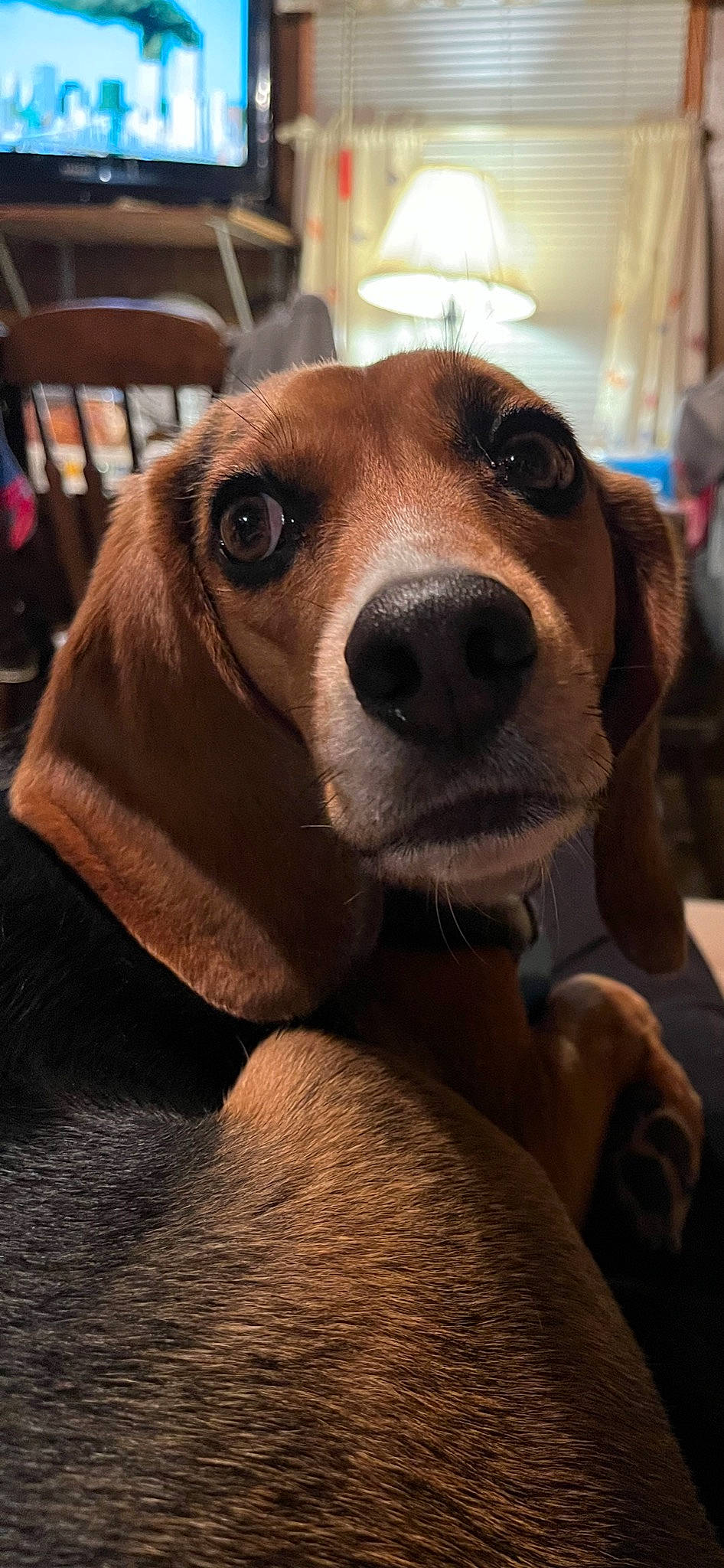 Leia joined the competition — help win amazing prizes! basset_hound, beagle, beagle_harrier, canidae, carnivore, collar, companion_dog, dog, dog_breed, fawn, finnish_hound, fur, hound, pet_supply, puppy_love, scent_hound, snout, sporting_group, whiskers, working_animal