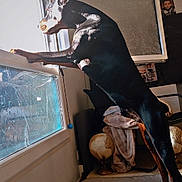 Ivar a rejoint le concours — aidez-le/la à gagner de superbes lots ! doberman, dog, window, indoor, sunlight, blanket, globe, furniture, curious, pet, animal, standing, black_coat, home, room, daylight, looking_out, domestic, canine, shadow