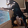 doberman, dog, window, indoor, sunlight, blanket, globe, furniture, curious, pet, animal, standing, black_coat, home, room, daylight, looking_out, domestic, canine, shadow
