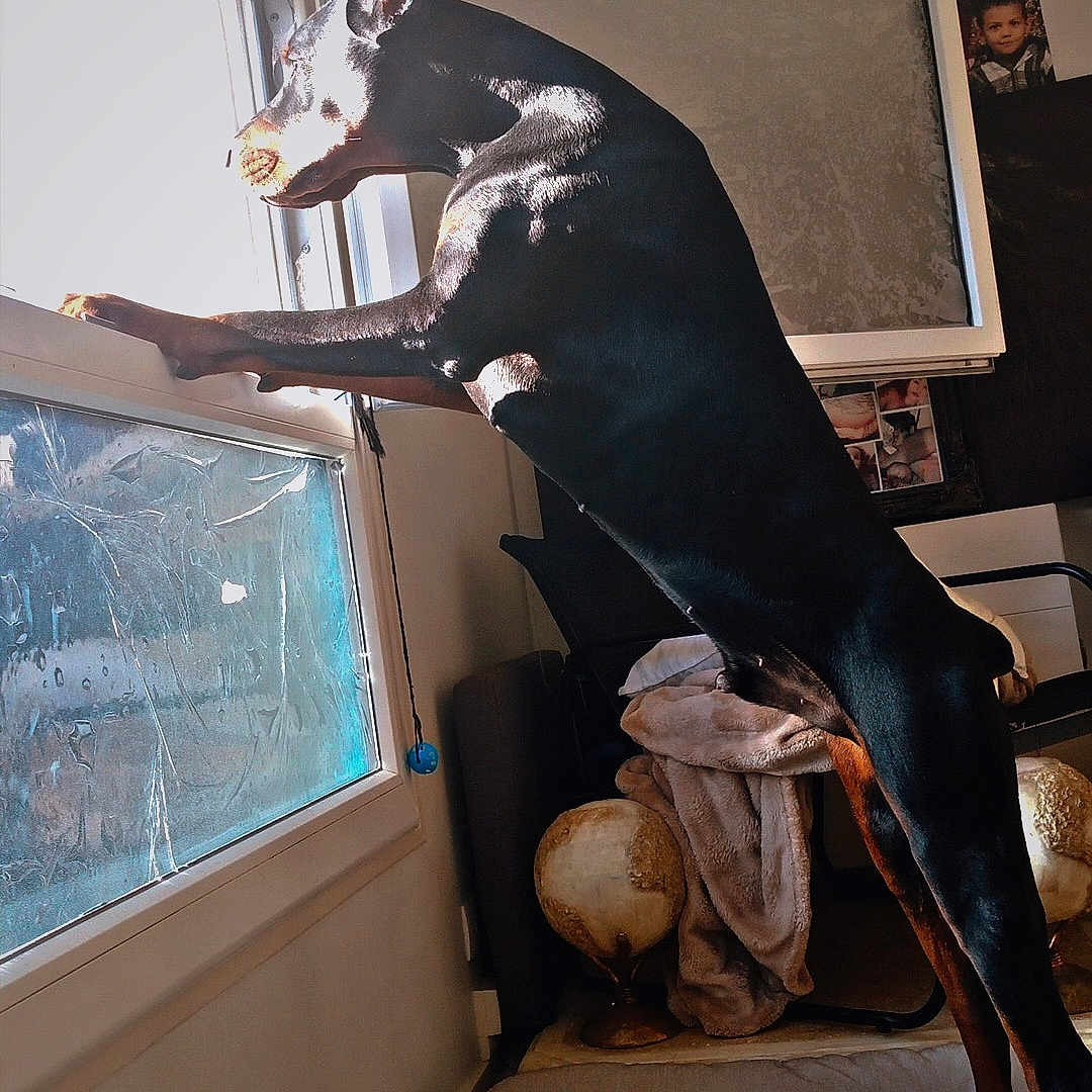 Ivar a rejoint le concours — aidez-le/la à gagner de superbes lots ! doberman, dog, window, indoor, sunlight, blanket, globe, furniture, curious, pet, animal, standing, black_coat, home, room, daylight, looking_out, domestic, canine, shadow