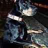 Ivar a rejoint le concours — aidez-le/la à gagner de superbes lots ! alert, animal, canine, collar, dark, doberman, dog, ears, guard, muzzle, night, outdoor, paw, pet, quiet, side_view, standing, stone_wall, streetlight, watchful