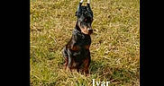 Ivar participe au concours pour gagner de l'argent avec cette photo : alert, alone, animal, black, brown, canine, daylight, doberman, dog, ears, field, grass, grassland, nature, outdoor, pet, portrait, quiet, sitting, watchful