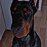 Ivar participe au concours pour gagner de l'argent avec cette photo : alert, animal, black_coat, canine, companion, doberman, dog, domestic, ears, ears_up, floor, fur, household, indoors, looking, pet, portrait, sitting, tan_markings, wooden_floor