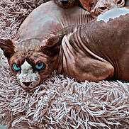 Whis participe au concours pour gagner de l'argent avec cette photo : sphynx_cat, cat, pet, animal, feline, hairless, wrinkled_skin, blue_eyes, green_eyes, bed, fluffy_bed, cozy, indoor, resting, closeup, three_animals, texture, pinkish_skin, relaxing, domestic_cat