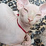 Bulma a rejoint le concours — aidez-le/la à gagner de superbes lots ! animal, blanket, close_up, collar, cute, ears, face, feline, fur_pattern, green_eyes, hairless_cat, indoor, leopard_print, looking_at_camera, pet, red_collar, resting, sphynx_cat, tag, wrinkles